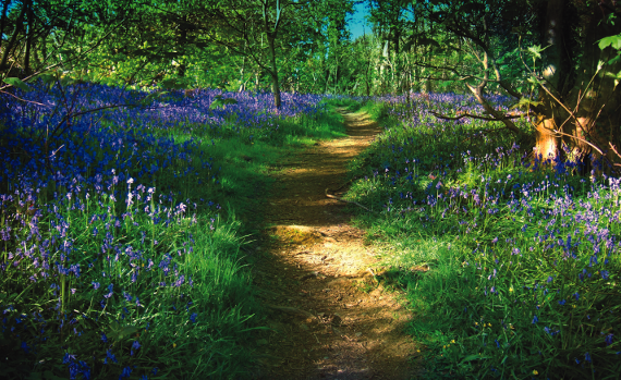 GoldenCharter-Bluebell-Path-01_scaled